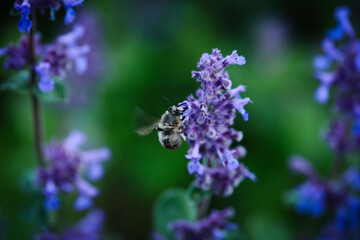 Lavender field in the evening. Macro photo.