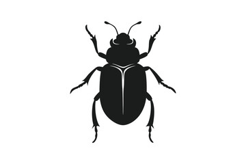 black beetle isolated on white background