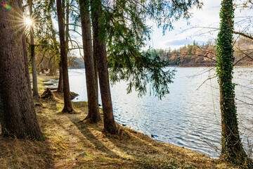 Tranquil lakeside forest scene with sunlight and tall trees