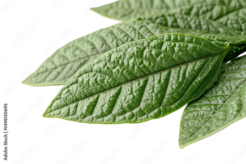 Poster close-up view of textured green leaves arranged on a white background highlighting their intricate v