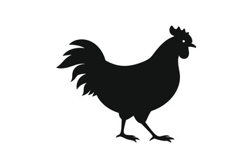 rooster isolated on white background