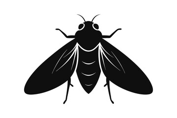 black and white beetle