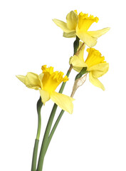 Three beautiful yellow daffodils isolated on white