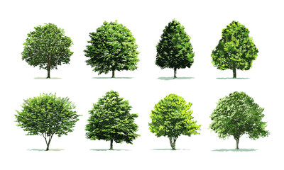 Fototapeta premium Isolated green tree set on white background for landscape architecture, urban design, vector illustration, outdoor environment, garden planning, botanical design, eco-friendly concepts.