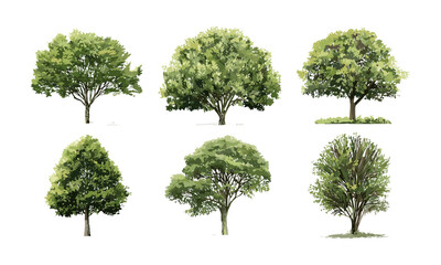 Fototapeta premium Vector illustration of isolated green tree, architectural composition, landscape design elements, outdoor environment, botanical illustration, sustainable landscaping