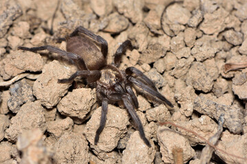 Closeup of the Arabian tarantula Ischnocolus jickelii from Oman, photographed on sand in its biotope.