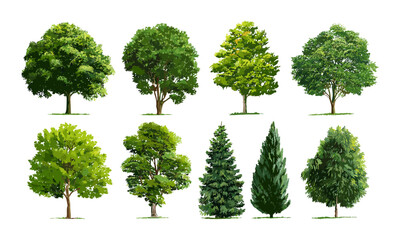 Green tree set isolated on white background for architecture, landscape design, vector illustration, outdoor scenery, environmental planning, green space design, botanical elements.