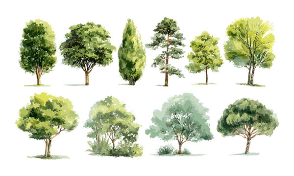 Watercolor green trees isolated for landscape and garden drawing, botanical environment elements, spring section design, natural scenery illustration, vector illustration.