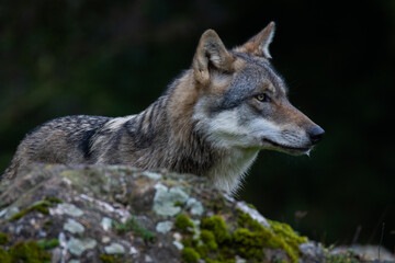 Gray wolf (Canis Lupus) also known as timber wolf looking straight at you in the forest