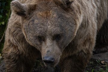 Grizzly Bears on the Coast of Alaska.