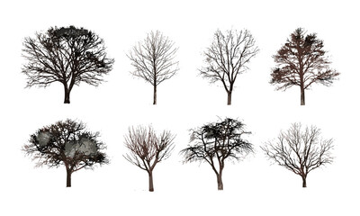 Winter trees without leaves isolated on white background, bare branches, cold season forest, nature silhouette, vector illustration, seasonal landscape, frost, snowless winter.