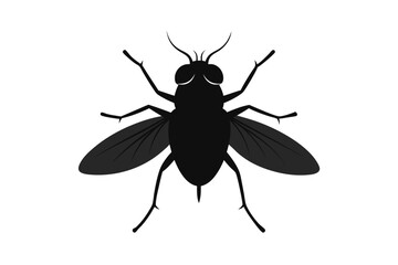 black and white beetle