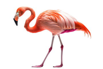 Vibrant flamingo stands gracefully in a tropical habitat showcasing its stunning pink feathers during the day surrounded by natural beauty