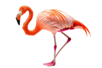 Vibrant flamingo stands gracefully in a tropical habitat showcasing its stunning pink feathers during the day surrounded by natural beauty