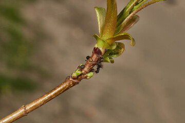 Symbiosis of ants and aphids. The ant tickles the aphid with its antennae, and it secretes a drop of sweet liquid. Ants graze and protect aphids from their enemies.