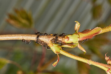 Symbiosis of ants and aphids. The ant tickles the aphid with its antennae, and it secretes a drop...