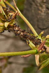 Symbiosis of ants and aphids. The ant tickles the aphid with its antennae, and it secretes a drop...