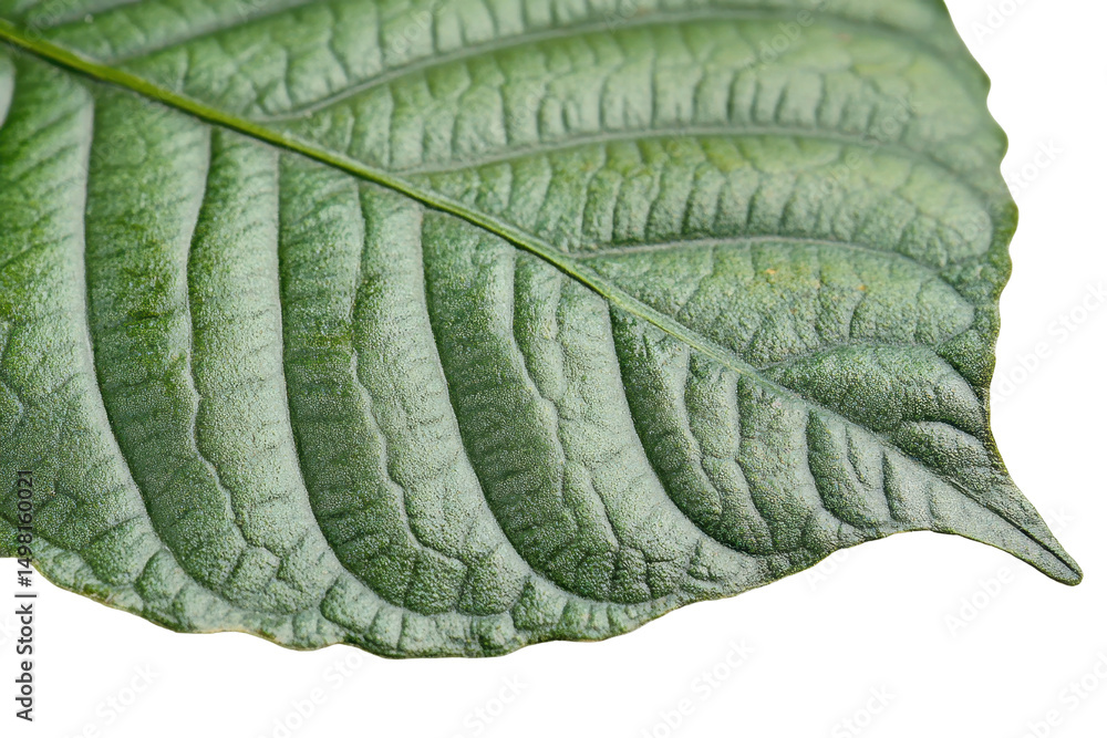 Poster close-up view of a textured green leaf showcasing its natural details and vibrant color against a tr