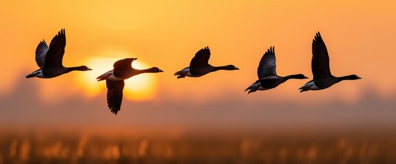 Silhouetted birds flying at sunset.