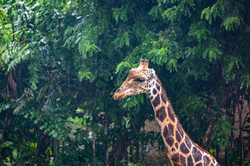 Giraffe in Bali, Image shows a 7 year old male giraffe at a safari park in Bali on a wet day during wet season