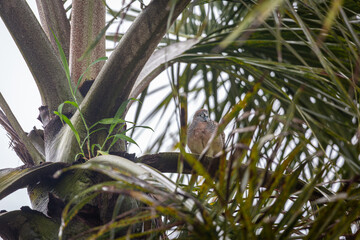 Thai mourning dove in a tropical tree in Bali on a cloudy day, Image shows the small bird in the leaves of a tree