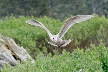   Seagull flies just above the bushes.