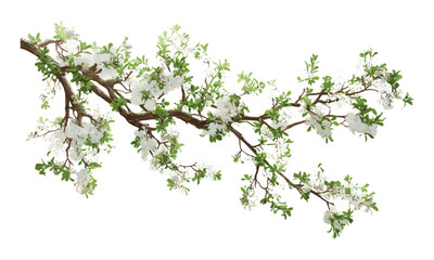 Tree branch flower overlays, summer spring photo frame, painted photo art, vector illustration, botanical print, nature elements, floral border, cutout, aesthetic decor.