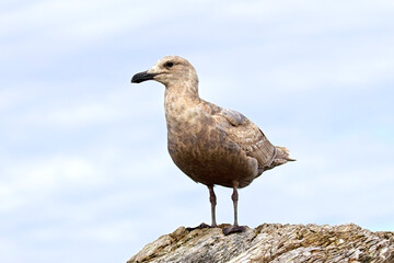 Obraz premium Close up of perched juvenile gull.