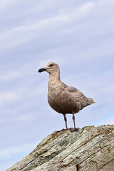   Close up of glaucous gull juvenile.