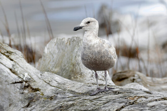  Perched juvenile glaucous gull.