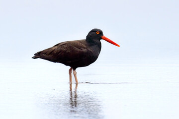  Oyster catcher stands in water.