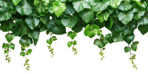 Grape leaves vine plant branch with tendrils in vineyard isolate on transparent background