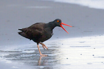  Black oyster catcher on beach calling out.