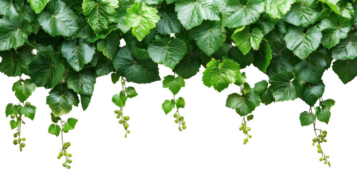 Grape leaves vine plant branch with tendrils in vineyard isolate on transparent background