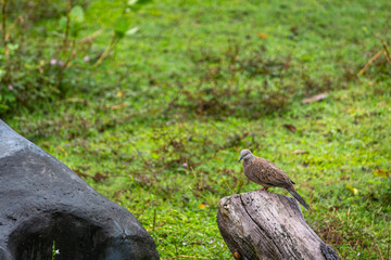 Thai mourning dove in a tropical tree in Bali on a cloudy day, Image shows the small bird in the leaves of a tree
