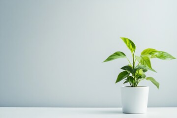 Indoor plant adds life to a minimalist space