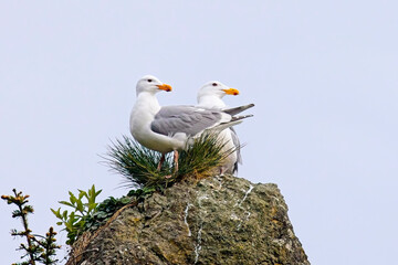 Two Thayer's gulls perched on large rock.