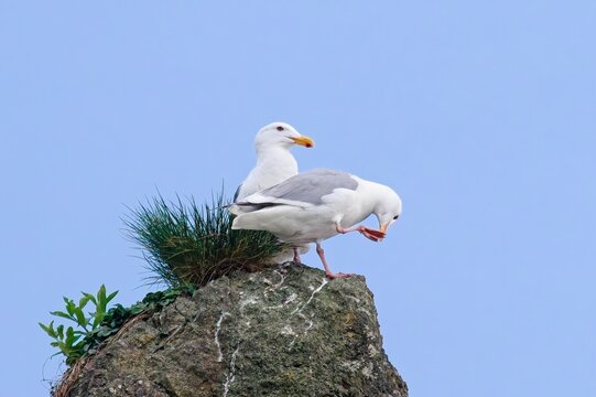  Thayer's gulls preening on a large rock.