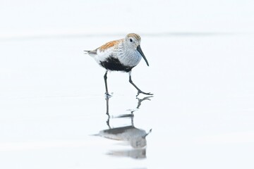  Dunlin bird standing on the wet beach.