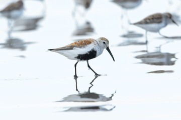  Dunling bird taking a walk on the beach.
