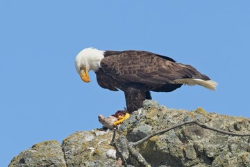  Bald eagle perched on rock with bird in its claws.