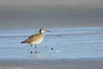  Whimbrel stands on the sandy beach.