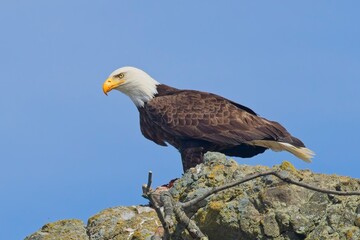   Majestic eagle perched on a rock.