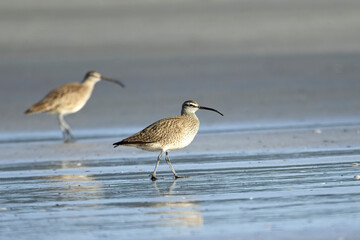  Whimbrel birds on the wet sand.