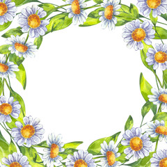 Watercolor blooming chamomile flower round wreath frame. Aster, chrysanthemum, wildflowers daisies floral drawing. Hand drawn illustration isolated background. Wedding invitation, save the date