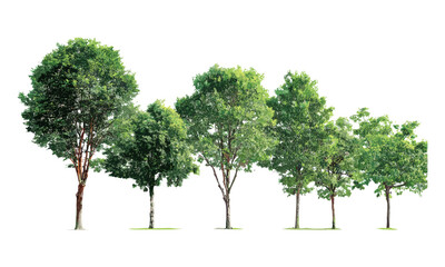 Hand painted watercolor forest trees, green tree set isolated on white background, vector illustration, woodland scene, nature illustration, leaf texture, natural growth pattern.