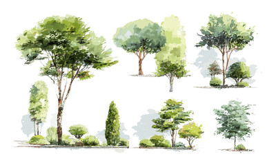 Vector illustration of architectural tree, landscape design, watercolor style, garden planning, outdoor decor, natural elements, environmental art, green spaces, urban greenery.
