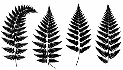 Black And White Fern Leaves Illustration