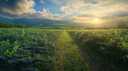 Obraz premium Sunset path through a lush blueberry field