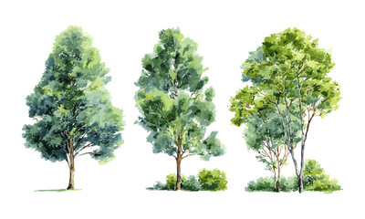 Fototapeta premium Watercolor vector illustration, green tree forest side view for garden, spring exterior, landscape or architecture drawing element, nature background, botanical foliage, isolated, png.